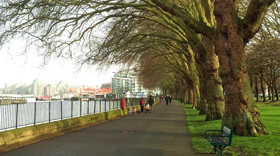 London plane trees in Wandsworth
